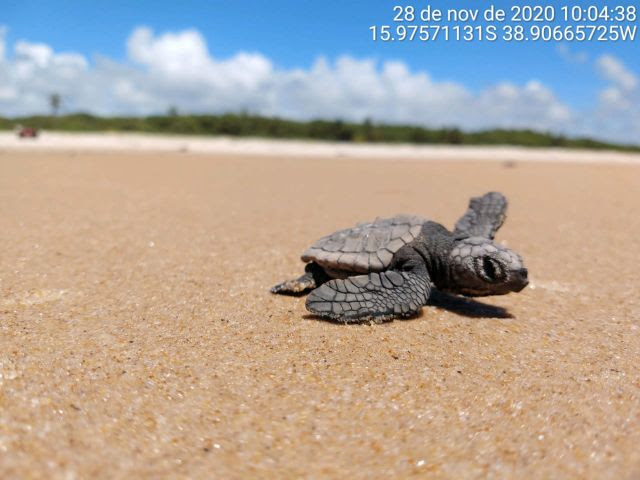 Veracel divulga resultados do monitoramento da última temporada reprodutiva de tartarugas marinhas 7