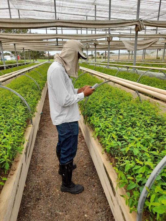 Veracel implementa processo digital de monitoramento de pragas e doenças no viveiro de mudas de eucalipto 9