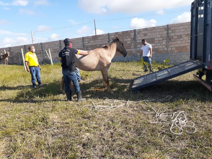 CCZ de Eunápolis promove ação intensiva de apreensão de animais 7