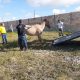 CCZ de Eunápolis promove ação intensiva de apreensão de animais 25