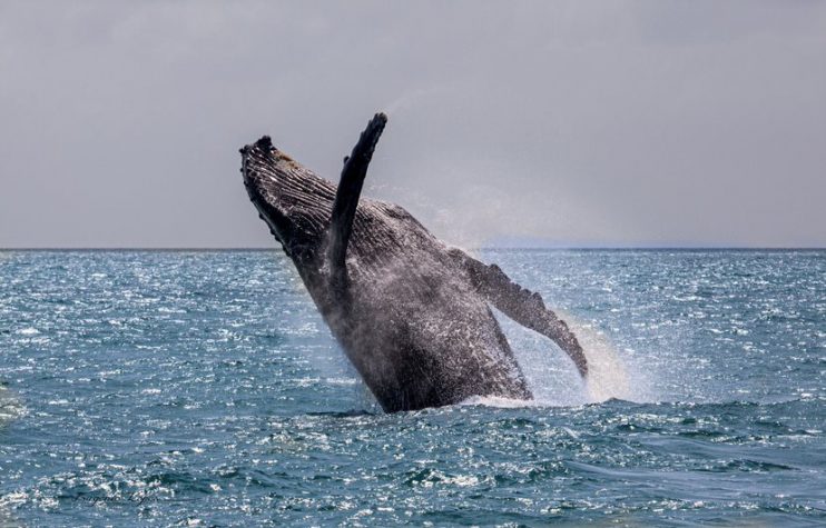 Temporada das baleias começa mais cedo em Porto Seguro 7