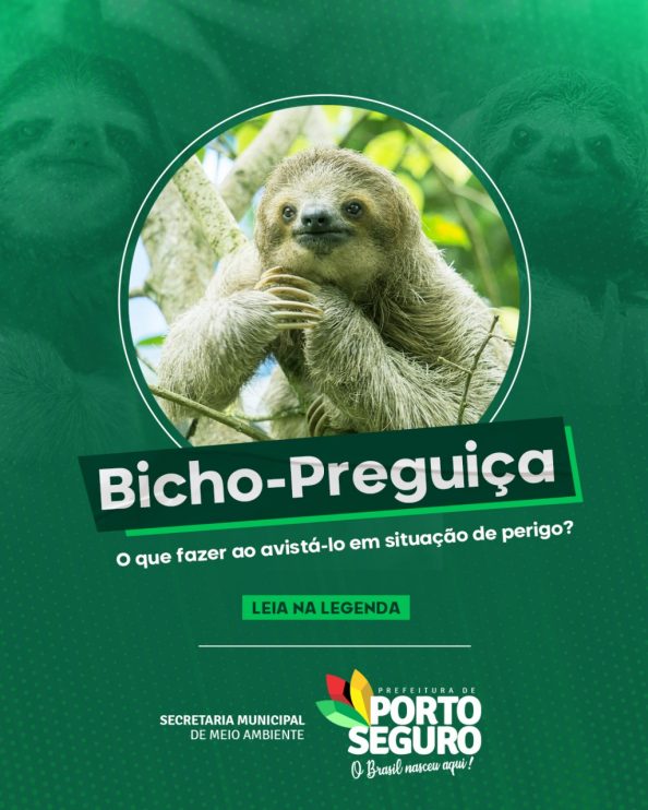 Bicho-preguiça: preserve a espécie 6