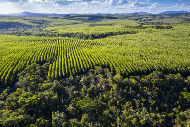 Eucalipto é alternativa de negócio para produtores rurais baianos 5
