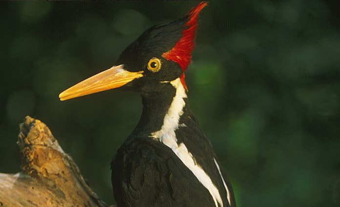 Espécie de pica-pau que inspirou desenho animado será declarada extinta 5