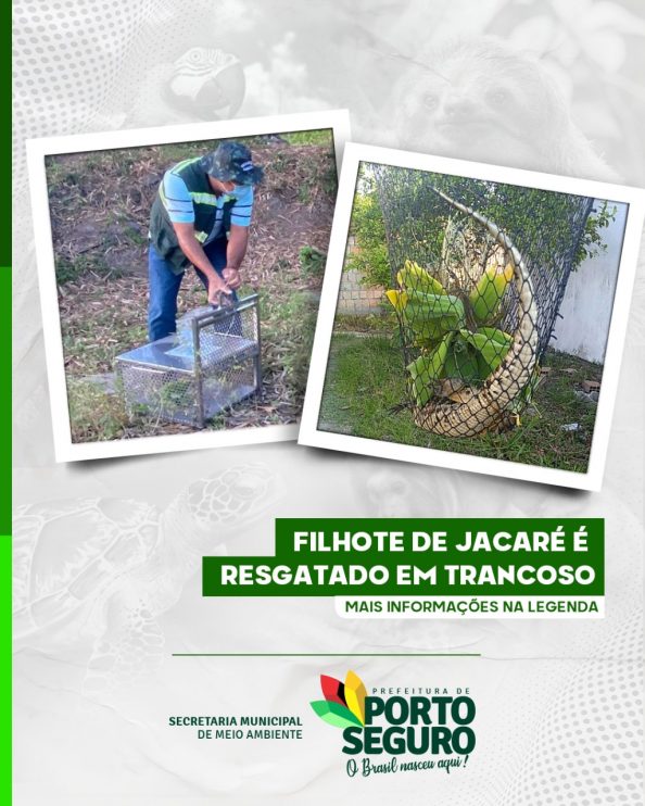 Filhote de jacaré é resgatado em Trancoso 13
