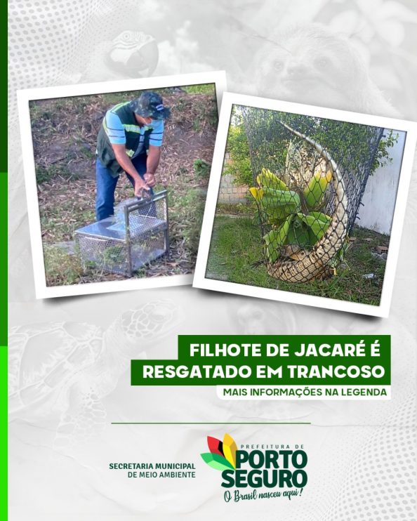 Filhote de jacaré é resgatado em Trancoso 5