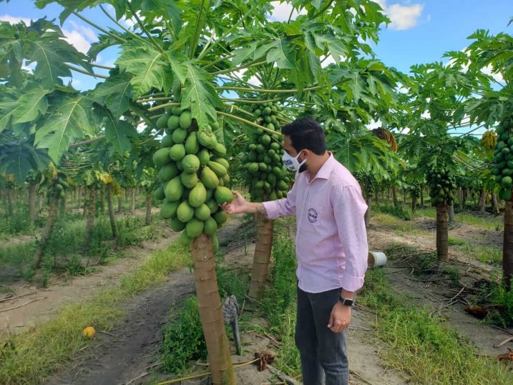 ADAB e Prefeitura no combate às pragas nas culturas de frutas 4