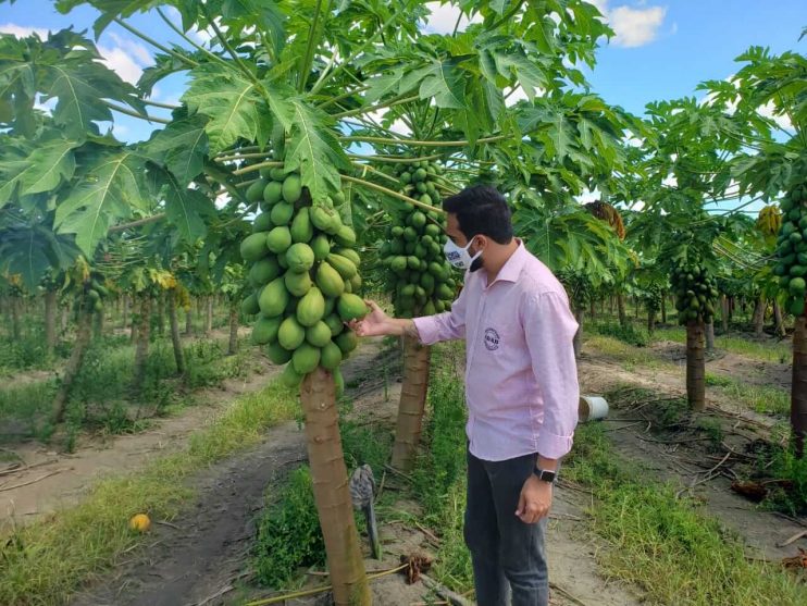 ADAB e Prefeitura no combate às pragas nas culturas de frutas 4