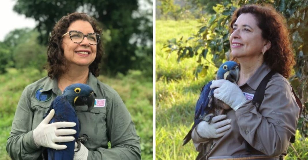 Bióloga brasileira que salvou araras-azuis da extinção entra para o Hall da Fama da ONU 5