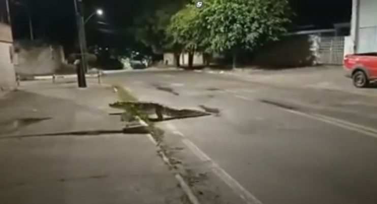 Jacaré é flagrado passeando pelas ruas de Santo Estevão; veja vídeo 4