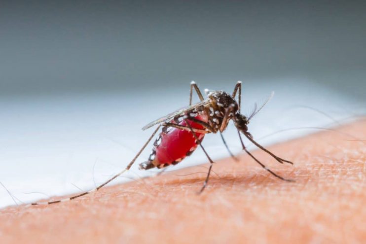 Mosquitos infectados com vírus raro e mortal são capturados nos EUA 4