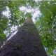 Veracel divulga resumo público de seu plano de manejo florestal 17