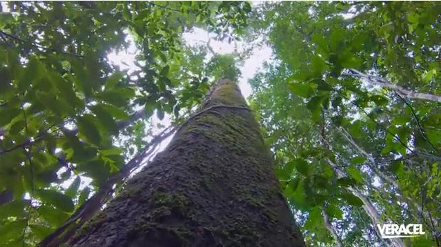 Veracel divulga resumo público de seu plano de manejo florestal 5
