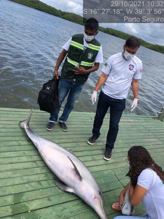 Golfinho morto é recolhido próximo à travessia das balsas 4
