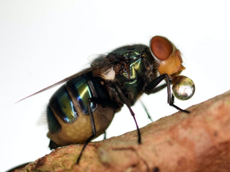 As moscas realmente vomitam na sua comida quando pousam nela? 5