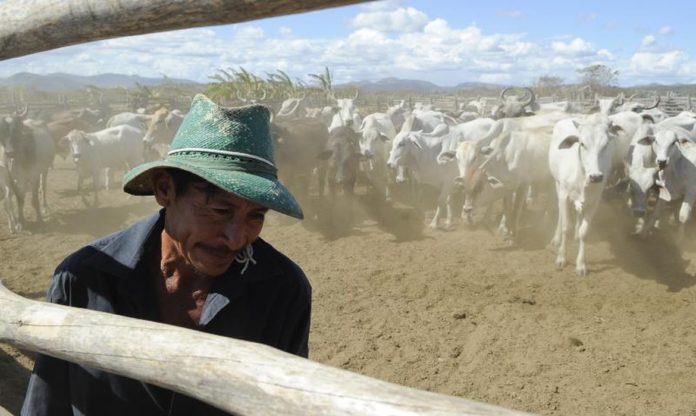 Brasil inicia 2ª etapa da campanha de vacinação contra febre aftosa 11