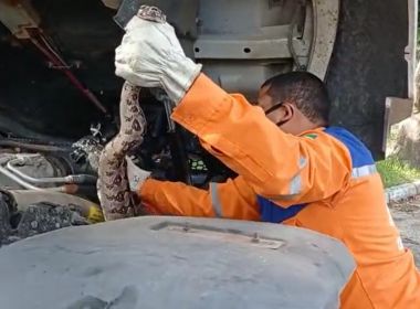 Camaçari: Defesa Civil resgata jiboia de 2 metros em motor de caminhão 21