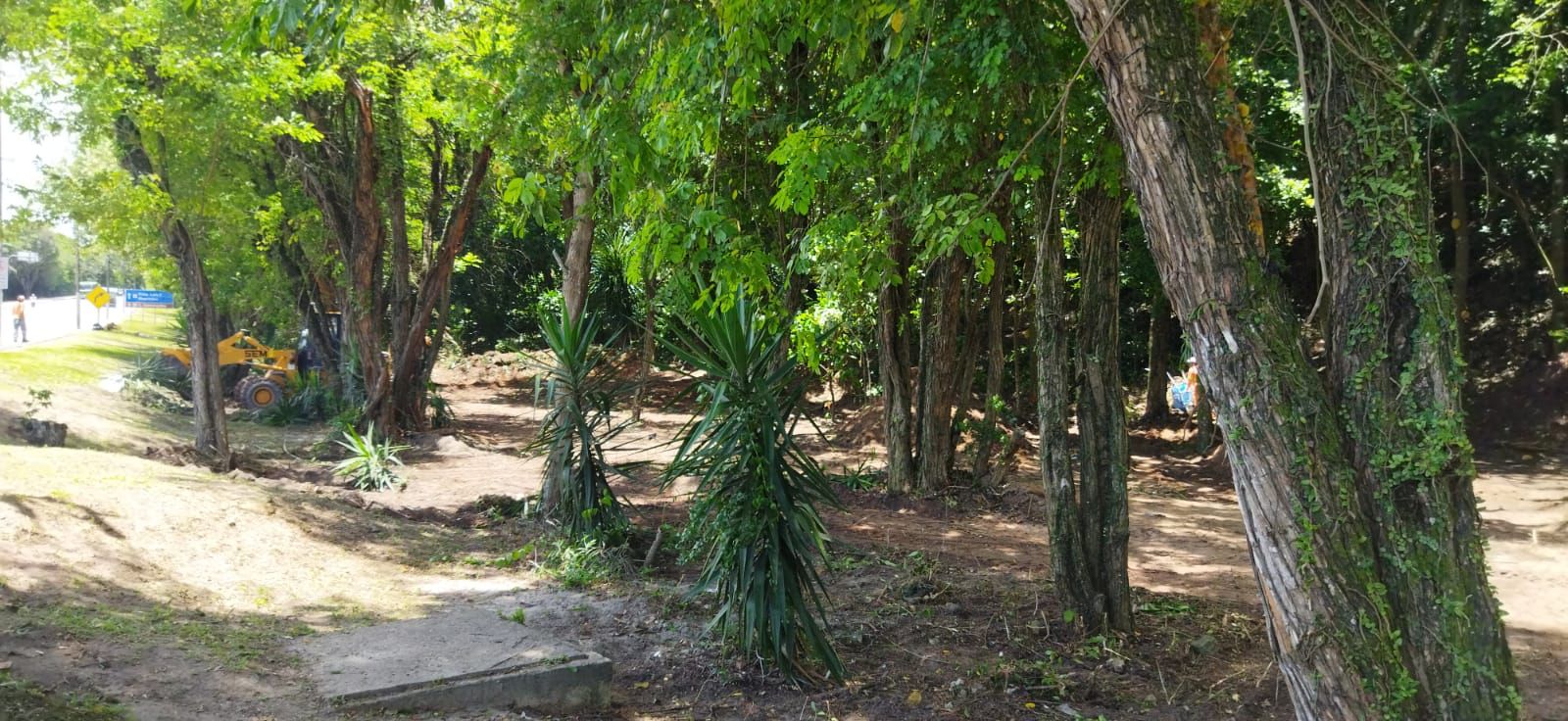 Paisagismo e bosqueamento torna ladeira na entrada da cidade mais bonita e segura 7