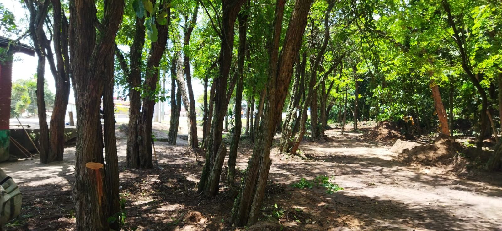 Paisagismo e bosqueamento torna ladeira na entrada da cidade mais bonita e segura 6