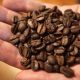Café pode ter maior preço em mais de 25 anos com problemas na produção 37