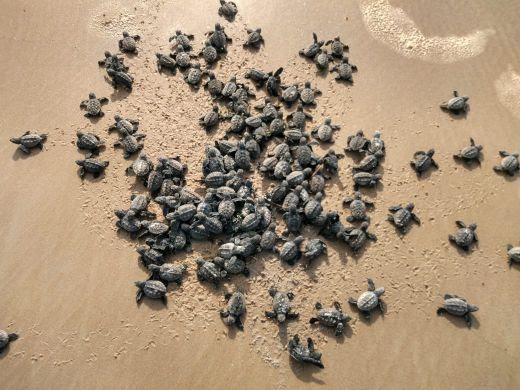 Temporada reprodutiva de tartarugas marinhas na costa sul da Bahia: saiba o que fazer se encontrar uma fêmea desovando ou um ninho 10