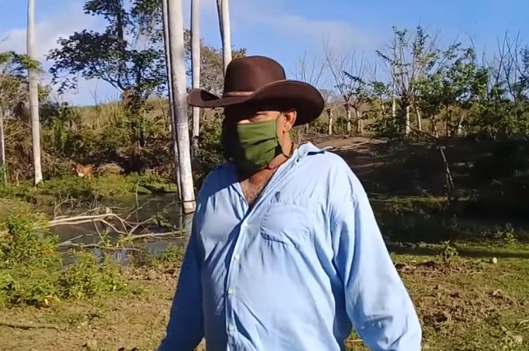 Fazendeiro flagra vacas amamentando leitões 7