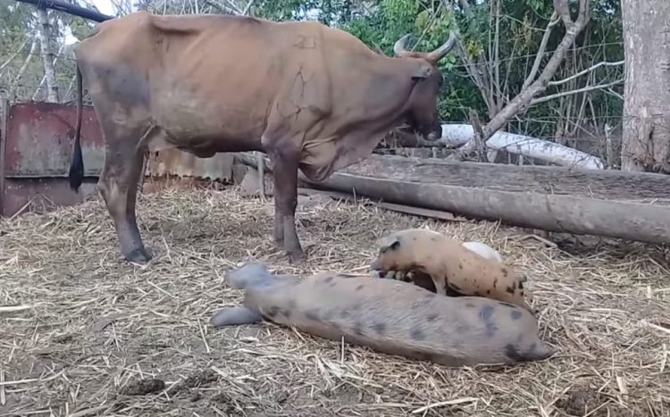 Fazendeiro flagra vacas amamentando leitões 8
