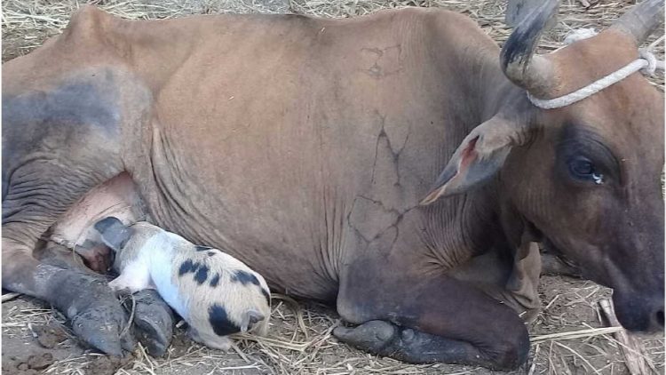 Fazendeiro flagra vacas amamentando leitões 5