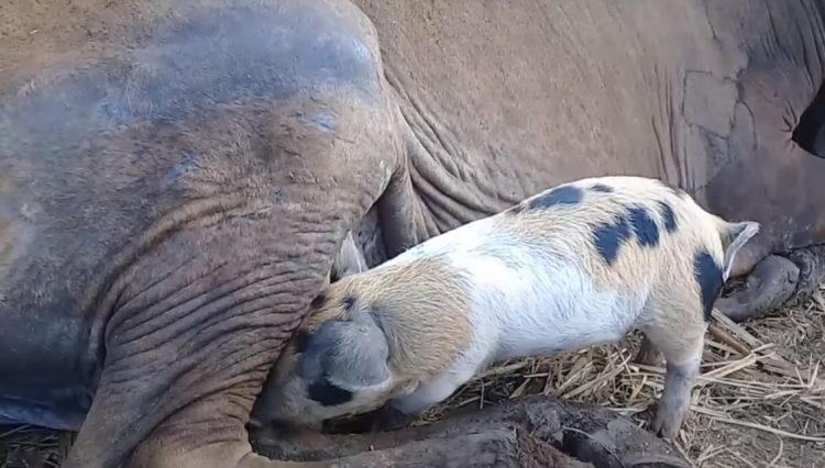 Fazendeiro flagra vacas amamentando leitões 10