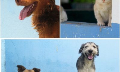 CCZ de Eunápolis disponibiliza mais de 50 cães e gatos para adoção responsável 36