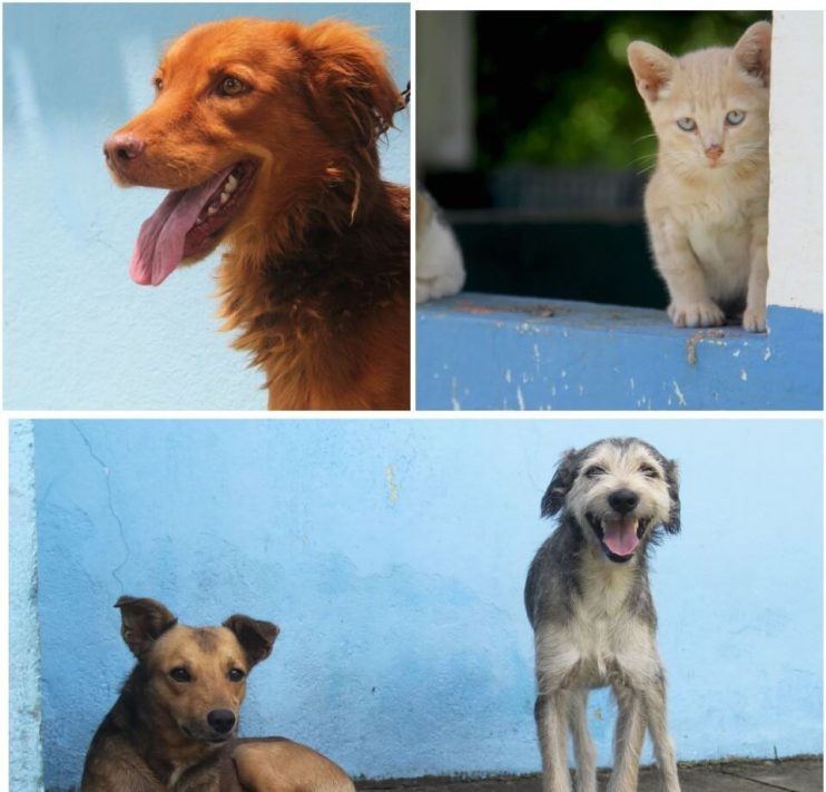 CCZ de Eunápolis disponibiliza mais de 50 cães e gatos para adoção responsável 11