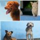 CCZ de Eunápolis disponibiliza mais de 50 cães e gatos para adoção responsável 20