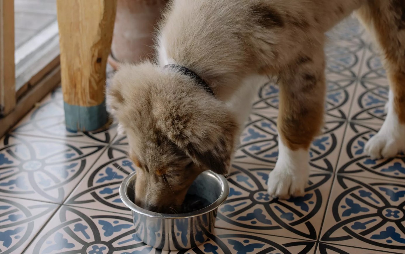 Cachorro pode comer arroz e feijão? Especialistas respondem 1