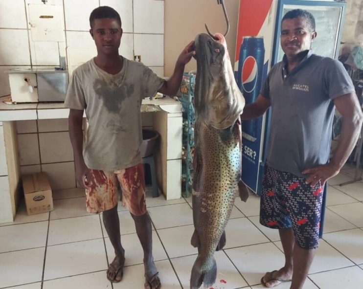 Caiu na rede é peixe: Homem pesca surubim de 40 quilos no Rio São Francisco 11
