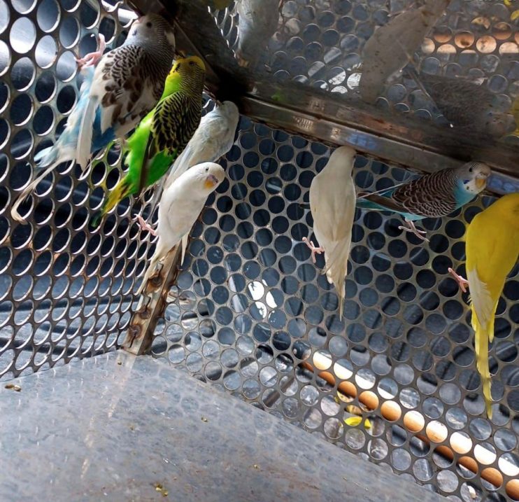 AVES EXÓTICAS EXPLORADAS POR AMBULANTES EM PRAIAS SÃO RESGATAS 5