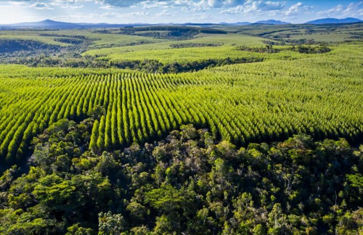 Veracel realiza campanha de conscientização na região do Sul da Bahia 4