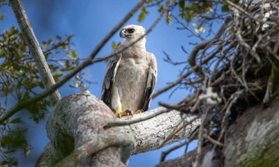 Fêmea jovem de harpia, a maior águia das Américas e extremamente rara, é fotografada no Sul da Bahia 24