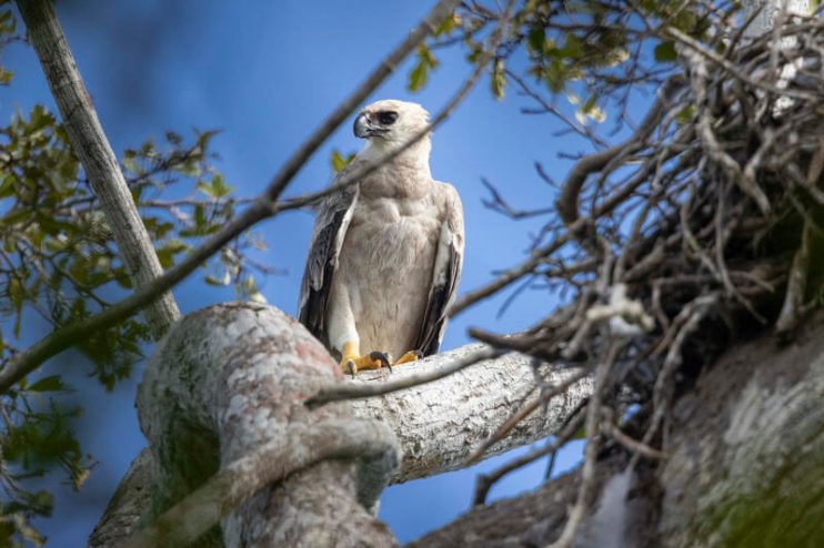 Fêmea jovem de harpia, a maior águia das Américas e extremamente rara, é fotografada no Sul da Bahia 8