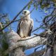 Fêmea jovem de harpia, a maior águia das Américas e extremamente rara, é fotografada no Sul da Bahia 25