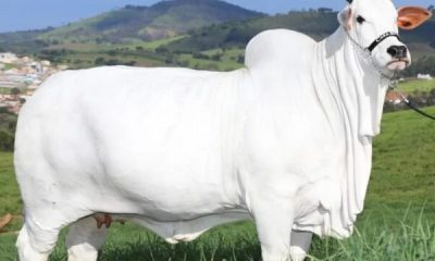 Vaca nelore bate recorde e é arrematada por R$ 7,9 mi em leilão 25
