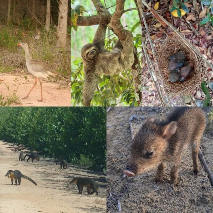 Um ano de Amigos da Fauna da Veracel 9