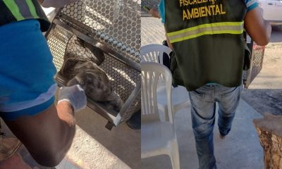 Porto Seguro: Fiscalização Ambiental resgata mais um bicho-preguiça 105
