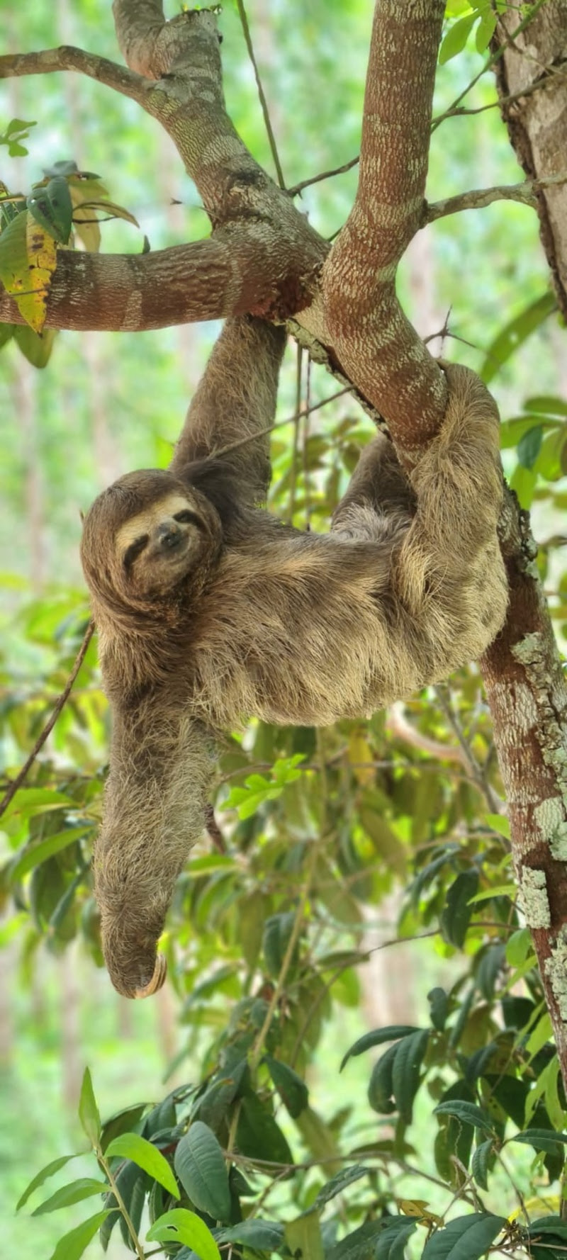 Um ano de Amigos da Fauna da Veracel 8