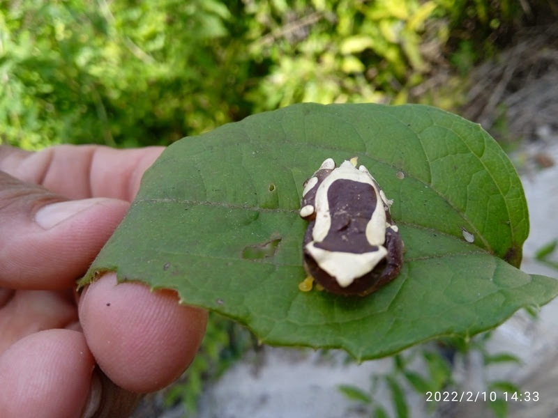 Um ano de Amigos da Fauna da Veracel 9