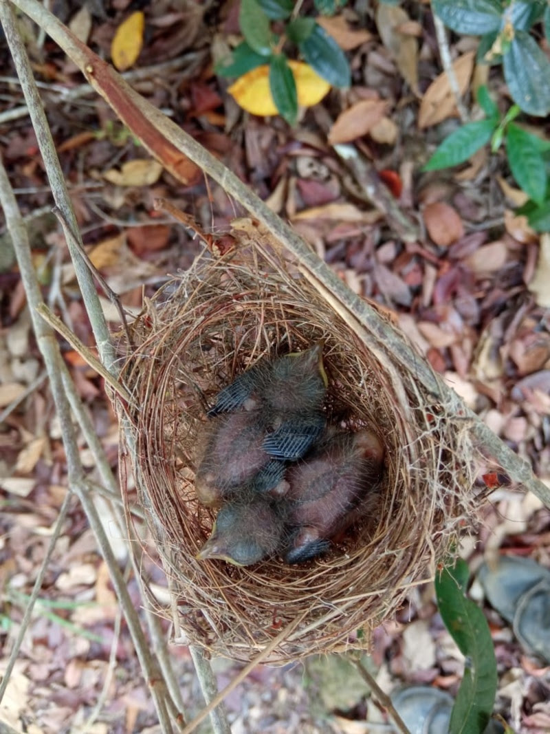 Um ano de Amigos da Fauna da Veracel 10