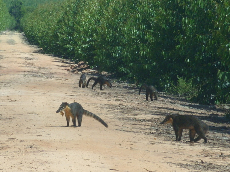 Um ano de Amigos da Fauna da Veracel 11