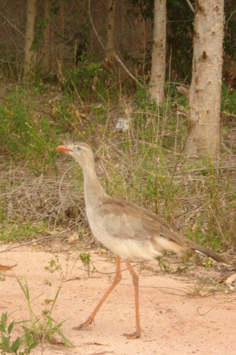 Um ano de Amigos da Fauna da Veracel 12