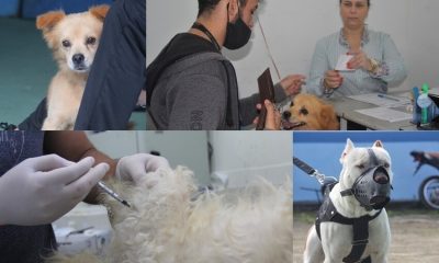 CCZ realiza castrações de animais agendadas durante mutirão em Eunápolis 19