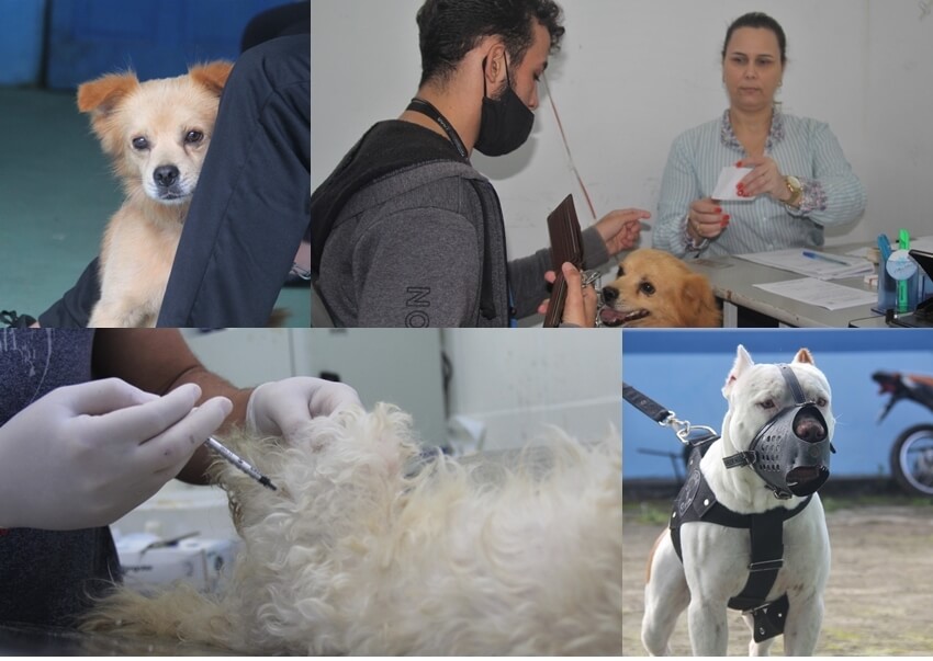 CCZ realiza castrações de animais agendadas durante mutirão em Eunápolis 5