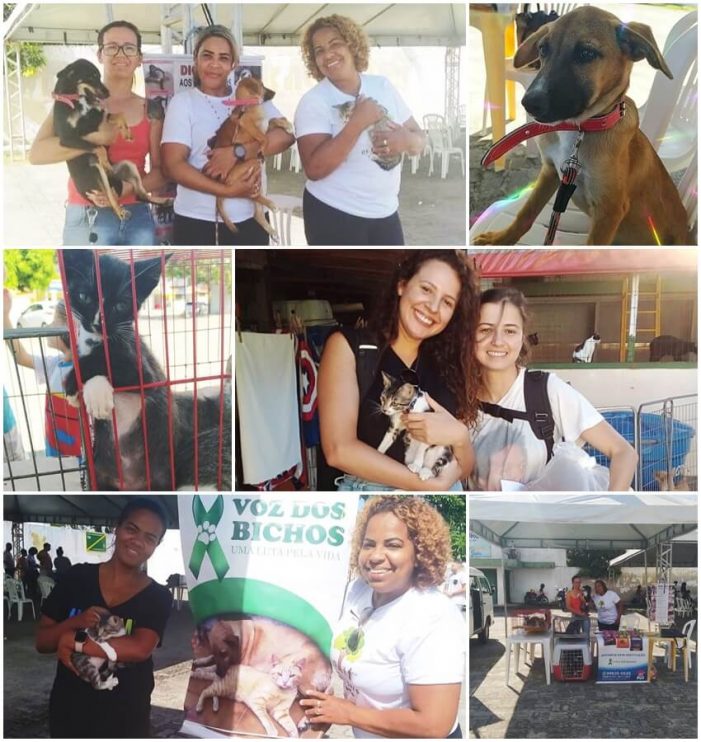 FEIRA DE ADOÇÃO DE ANIMAIS: mais sete pets ganharam novos lares 7